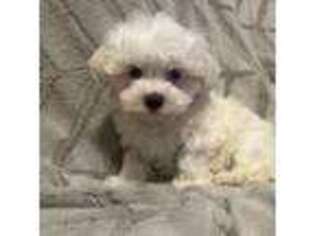 Maltese Puppy for sale in Graham, NC, USA
