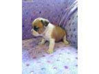 Bulldog Puppy for sale in Lebanon, PA, USA