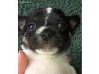 Chihuahua Puppy for sale in Onamia, MN, USA