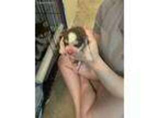 Siberian Husky Puppy for sale in Richmond, KY, USA