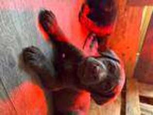 Labrador Retriever Puppy for sale in TORRINGTON, CT, USA