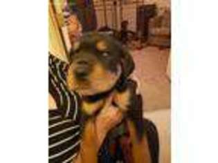Rottweiler Puppy for sale in Tucson, AZ, USA