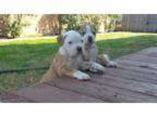 Alapaha Blue Blood Bulldog Puppy for sale in Dallas, TX, USA