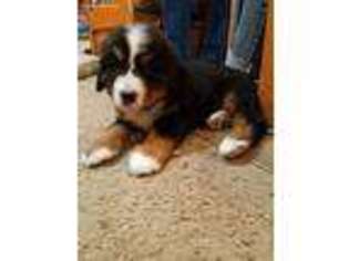 Bernese Mountain Dog Puppy for sale in Fort Gibson, OK, USA