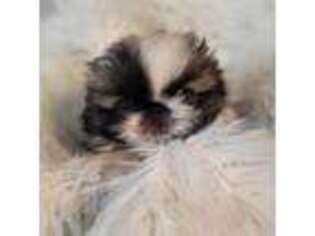 Pekingese Puppy for sale in Ramsay, MT, USA