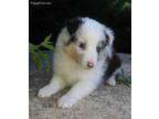 Shetland Sheepdog Puppy for sale in Louisville, KY, USA