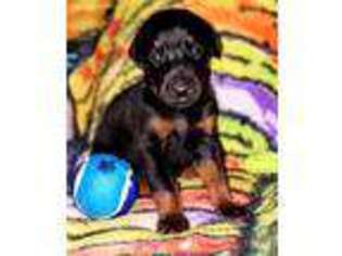 Doberman Pinscher Puppy for sale in Graham, WA, USA