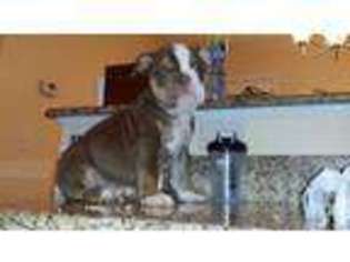 Bulldog Puppy for sale in CAMERON, NC, USA