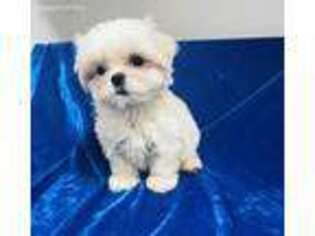 Maltese Puppy for sale in Weirsdale, FL, USA