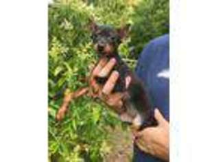 Miniature Pinscher Puppy for sale in Harker Heights, TX, USA