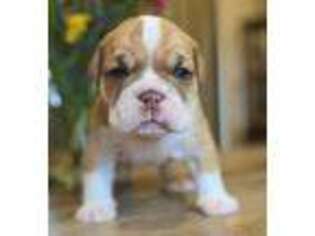 Bulldog Puppy for sale in Wiconisco, PA, USA