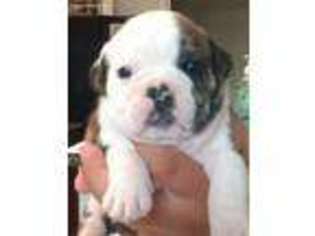 Bulldog Puppy for sale in Rosharon, TX, USA