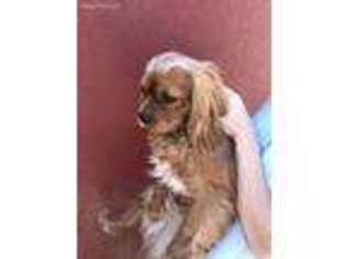 Cavalier King Charles Spaniel Puppy for sale in Enumclaw, WA, USA
