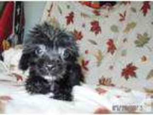 Shorkie Tzu Puppy for sale in MAGEE, MS, USA