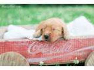 Golden Retriever Puppy for sale in Asher, OK, USA