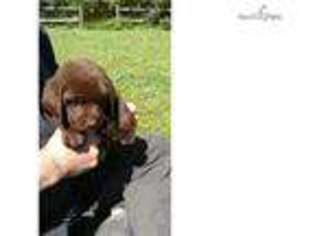 Labrador Retriever Puppy for sale in Jonesboro, AR, USA