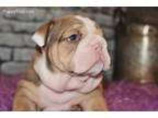 Bulldog Puppy for sale in Street, MD, USA