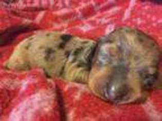 Dachshund Puppy for sale in Deridder, LA, USA