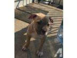 Mutt Puppy for sale in YONKERS, NY, USA