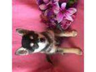 Alaskan Klee Kai Puppy for sale in Maynard, MN, USA