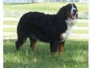 Bernese Mountain Dog Puppy for sale in College Corner, OH, USA
