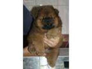 Chow Chow Puppy for sale in Brooklyn, NY, USA