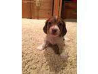 Dachshund Puppy for sale in Ottertail, MN, USA