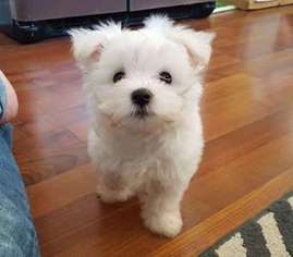 Maltese Puppy for sale in Lakewood, WA, USA