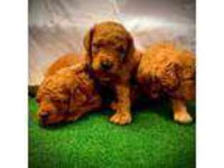 Goldendoodle Puppy for sale in Dodd City, TX, USA