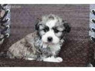 Havanese Puppy for sale in Fresno, OH, USA
