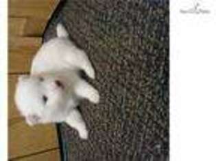American Eskimo Dog Puppy for sale in Cincinnati, OH, USA