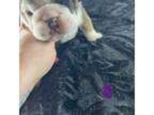 Bulldog Puppy for sale in Altamont, TN, USA