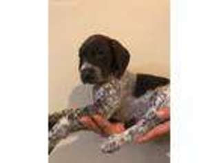 German Shorthaired Pointer Puppy for sale in Auburn, WA, USA