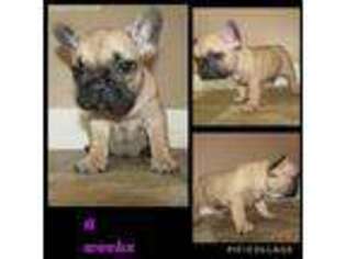 French Bulldog Puppy for sale in Findlay, OH, USA