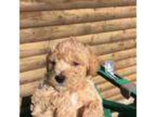 Schnoodle (Standard) Puppy for sale in Scotland, GA, USA