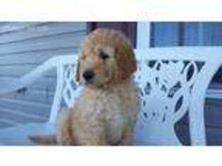 Goldendoodle Puppy for sale in Lancing, TN, USA