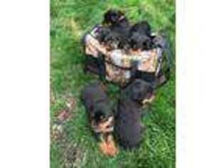 Rottweiler Puppy for sale in Clinton, MT, USA