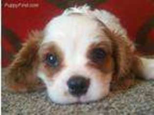 Cavalier King Charles Spaniel Puppy for sale in Purdy, MO, USA