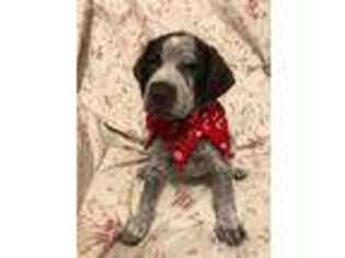 German Shorthaired Pointer Puppy for sale in Owings, MD, USA