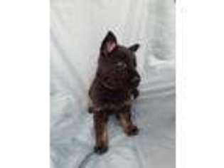 German Shepherd Dog Puppy for sale in Round Rock, TX, USA