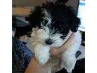 Mutt Puppy for sale in Nampa, ID, USA