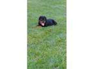 Rottweiler Puppy for sale in Bellville, OH, USA