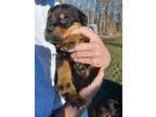 Rottweiler Puppy for sale in Bittinger, MD, USA