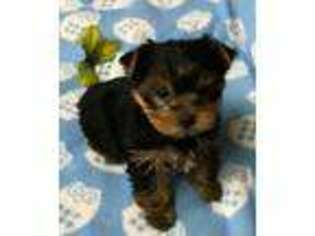 Yorkshire Terrier Puppy for sale in Yukon, OK, USA