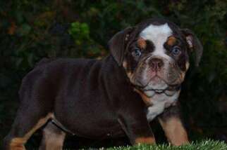 Bulldog Puppy for sale in National City, CA, USA
