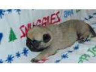 Pug Puppy for sale in Durant, OK, USA