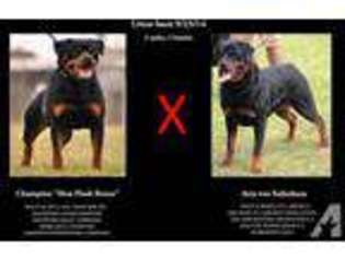 Rottweiler Puppy for sale in SALISBURY, NC, USA
