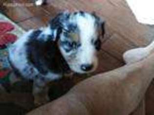 Australian Shepherd Puppy for sale in Dover, FL, USA