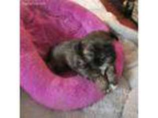 Mutt Puppy for sale in Leavenworth, IN, USA