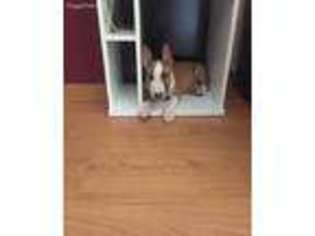 Bull Terrier Puppy for sale in Jefferson, IA, USA